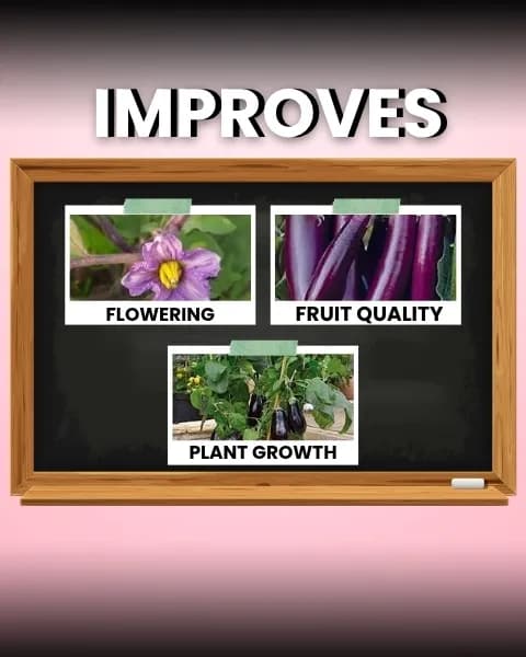 Katyayani Flowering Fertilizer Booster for All Flowering Plants Roses, Orchids, Hibiscus, Jasmine, etc with Mix Micro Nutrient Super for Home Garden - Image 4