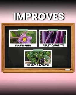 Katyayani Flowering Fertilizer Booster for All Flowering Plants Roses, Orchids, Hibiscus, Jasmine, etc with Mix Micro Nutrient Super for Home Garden 4