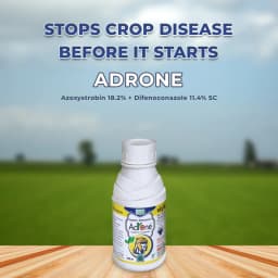 BACF Adrone Azoxystrobin 18.2% + Difenoconazole 11.4% SC, Dual Systemic Broad Spectrum Fungicide 2