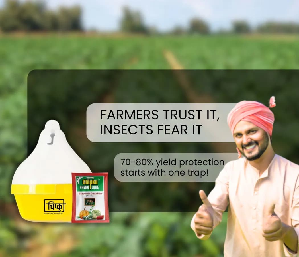Chipku Pheromone Mac Phill or Max Plus Trap With Melon Fly Lure (Bactrocera Cucurbitae) Weather Proof Long Lasting, For Melons, Cucumber, Tomato. - Image 9