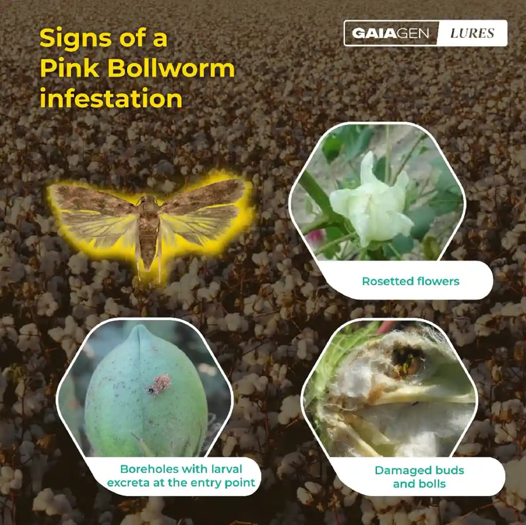 Gaiagen Pheromone Lure for Pink Bollworm (Pectinophora Gossypiella) And Insect Funnel Trap, IMO Certified. - Image 8