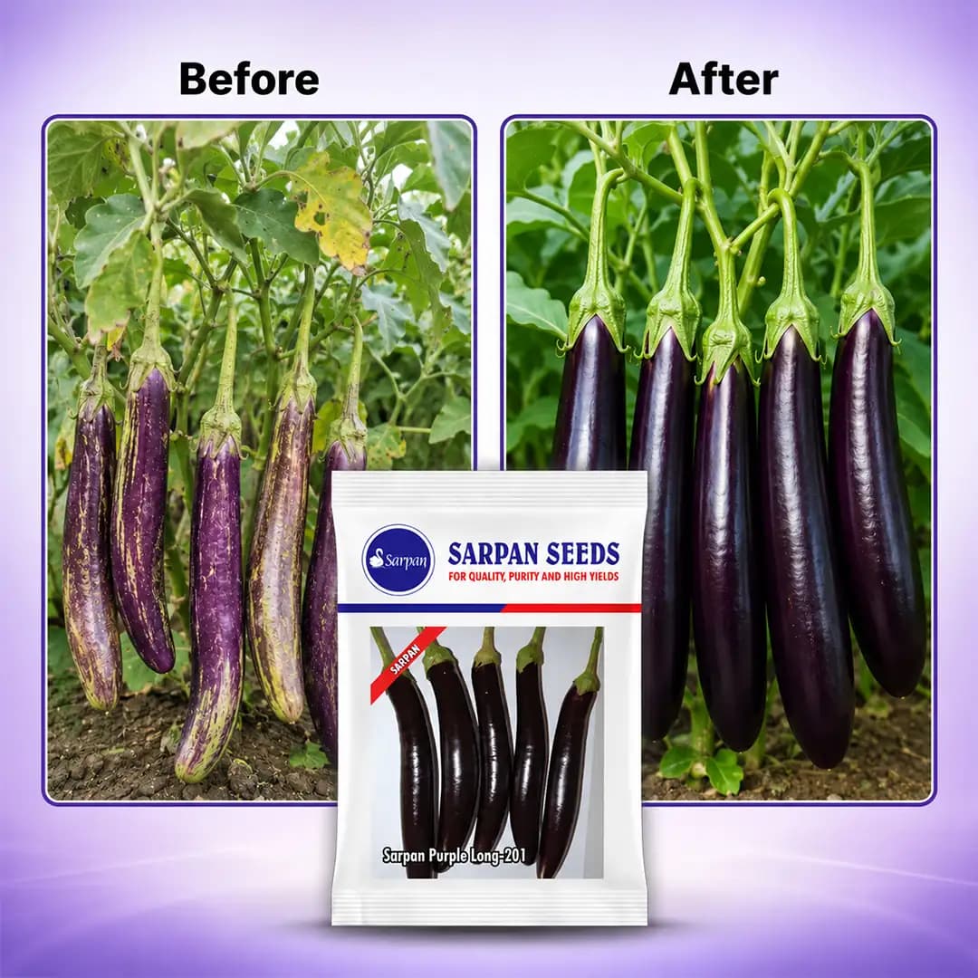 Sarpan Purple Long-201 Brinjal Seeds - (Baingan Seeds) Excellent Germination, Low Seeded, Fruit Is Dark Purple - Image 4