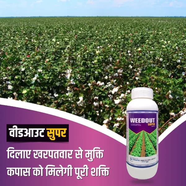 Bharat Certis Weedout Super Pyrithiobac Sodium 6% + Quizalofop Ethyl 4% MEC Herbicide, Highly Effective In Cotton Crop - Image 3