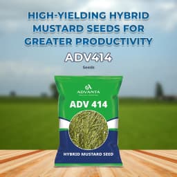UPL Advanta ADV414 Hybrid Mustard Seeds , Indian Sarson Seeds, High Yield Potential 2