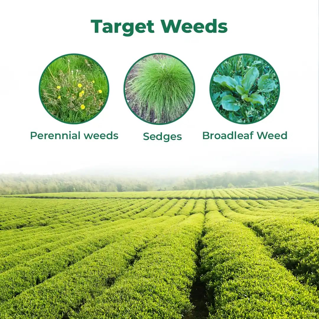Sumi Nara Herbicide Glyphosate 54% SL Non Selective Systemic Herbicide with Rapid Translocation - Image 3