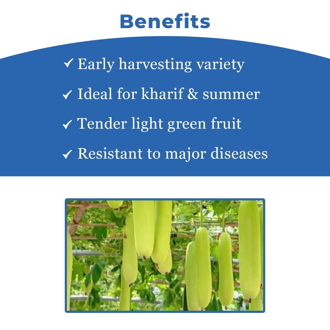 Farmson FB Vamgold F1 Hybrid Bottle Gourd Seeds, High Yielding Variety, Dark Green Uniform Glossy - Image 4