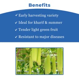 Farmson FB Vamgold F1 Hybrid Bottle Gourd Seeds, High Yielding Variety, Dark Green Uniform Glossy 4