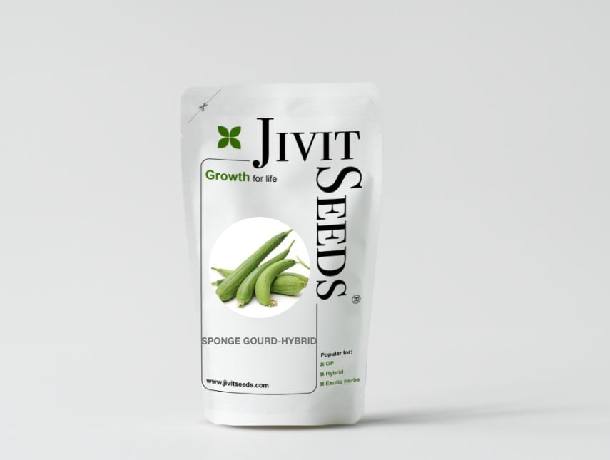 Jivit F1 Hybrid Sponge Gourd Raiyna Light Green, Gilki Ke Beej, Ghiya ke Beej.
