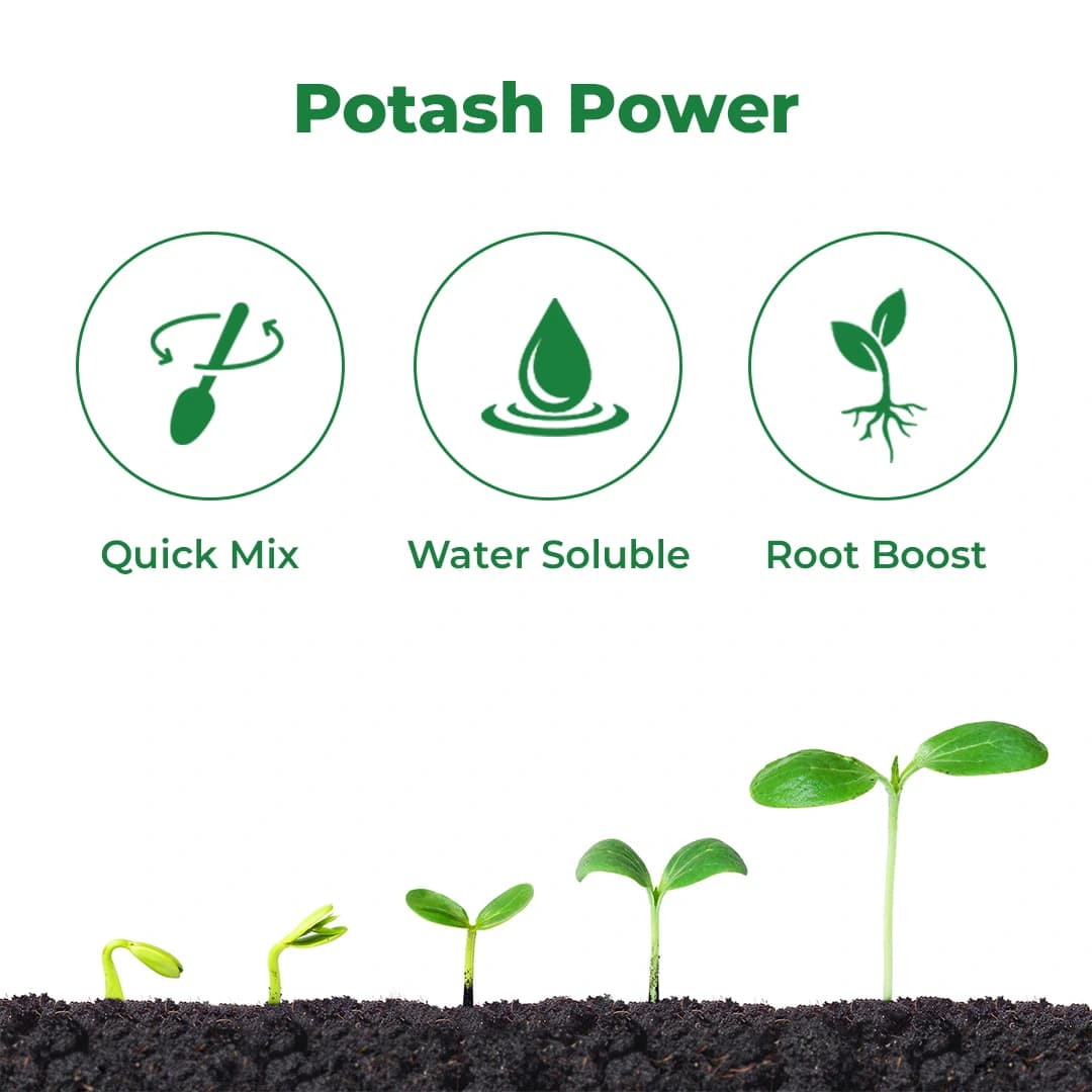Mahadhan 00:00:50 Potassium Sulphate, Water Soluble Fertilizer, Best For All Plants. - Image 3
