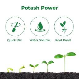 Mahadhan 00:00:50 Potassium Sulphate, Water Soluble Fertilizer, Best For All Plants. 3