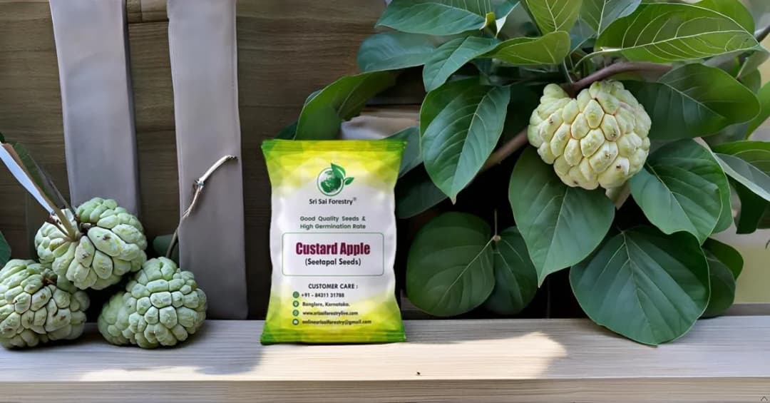 SRI SAI FORESTRY Custard Apple Seeds, Sitafal Ke Beej, Sugar Apple Seeds, Sweetsop Seeds, Annona squamosa Fruit Tree Seeds - Image 6