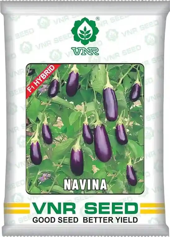 VNR Navina Brinjal Seeds - (Baingan Seeds) Purple Color, Long Fruits with Green Calyx