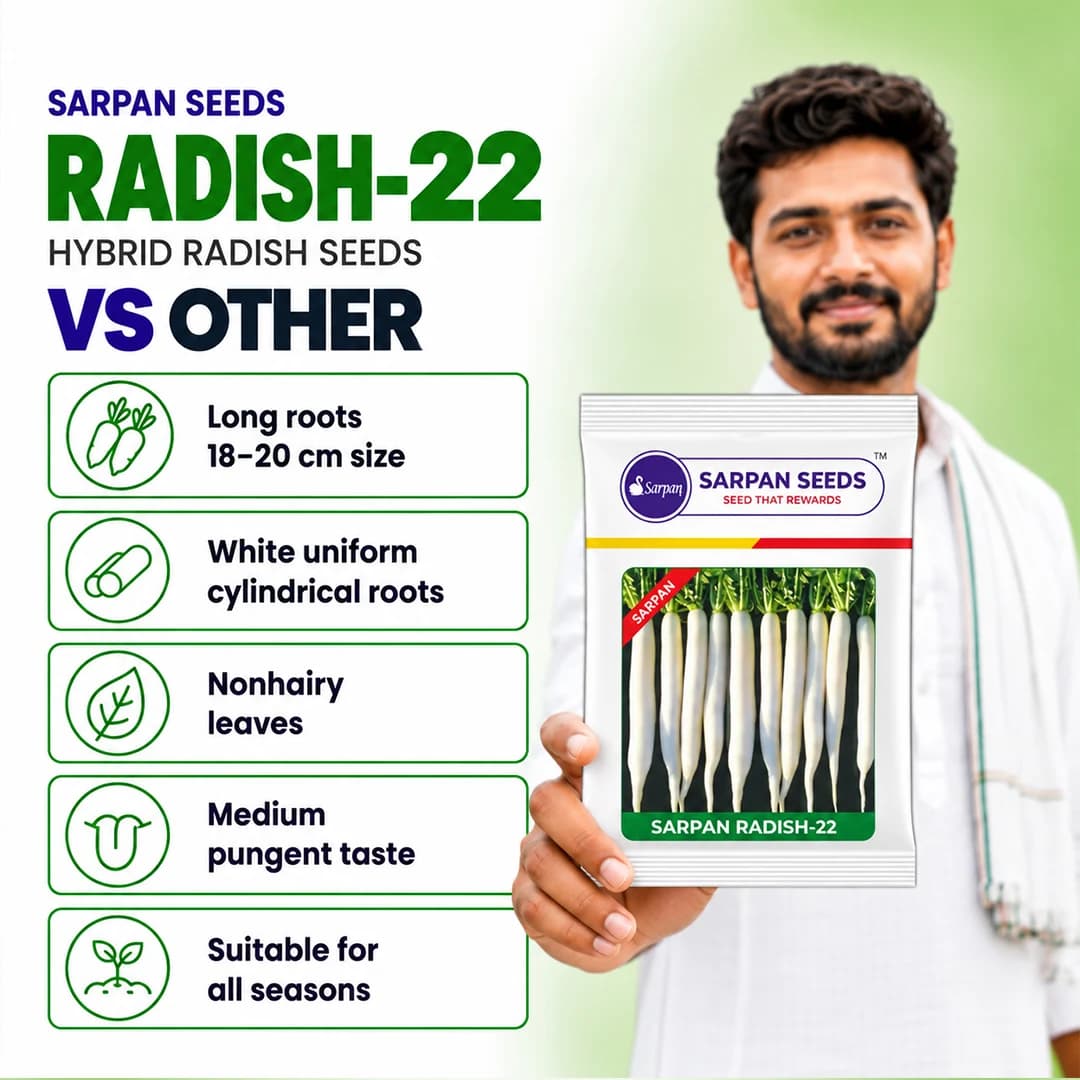 Sarpan Hybrid 22 Radish Seeds. Long Roots, Non Hairy Leaves, Medium Pungent - Image 3