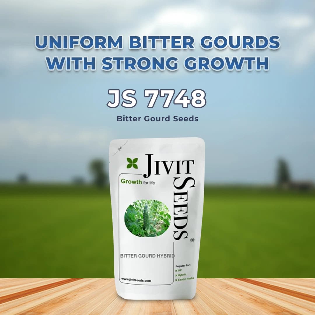 Jivit Hybrid F1 JS 7748 Bitter Gourd Seeds. Sharp Candle Drop Like Fruit with Vigorous Dark Green Colour - Image 2