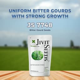 जिवित हाइब्रिड एफ1 जेएस 7748 करेले के बीज। तीव्र बत्ती की बूंद जैसे फल, गहरे हरे रंग के साथ 2