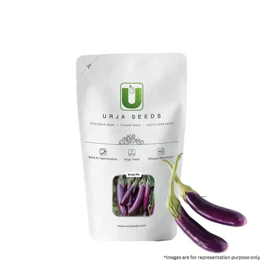Urja PPL Brinjal Seeds - (Eggplant Seeds) Glossy Light Purple Colored Fruits, Early Maturity Variety