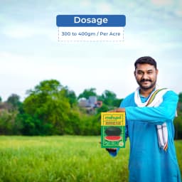 Mahyco Water Melon Seeds Hybrid Shakkar Plus, Very Sweet, Ice Box Segment Fruits 5