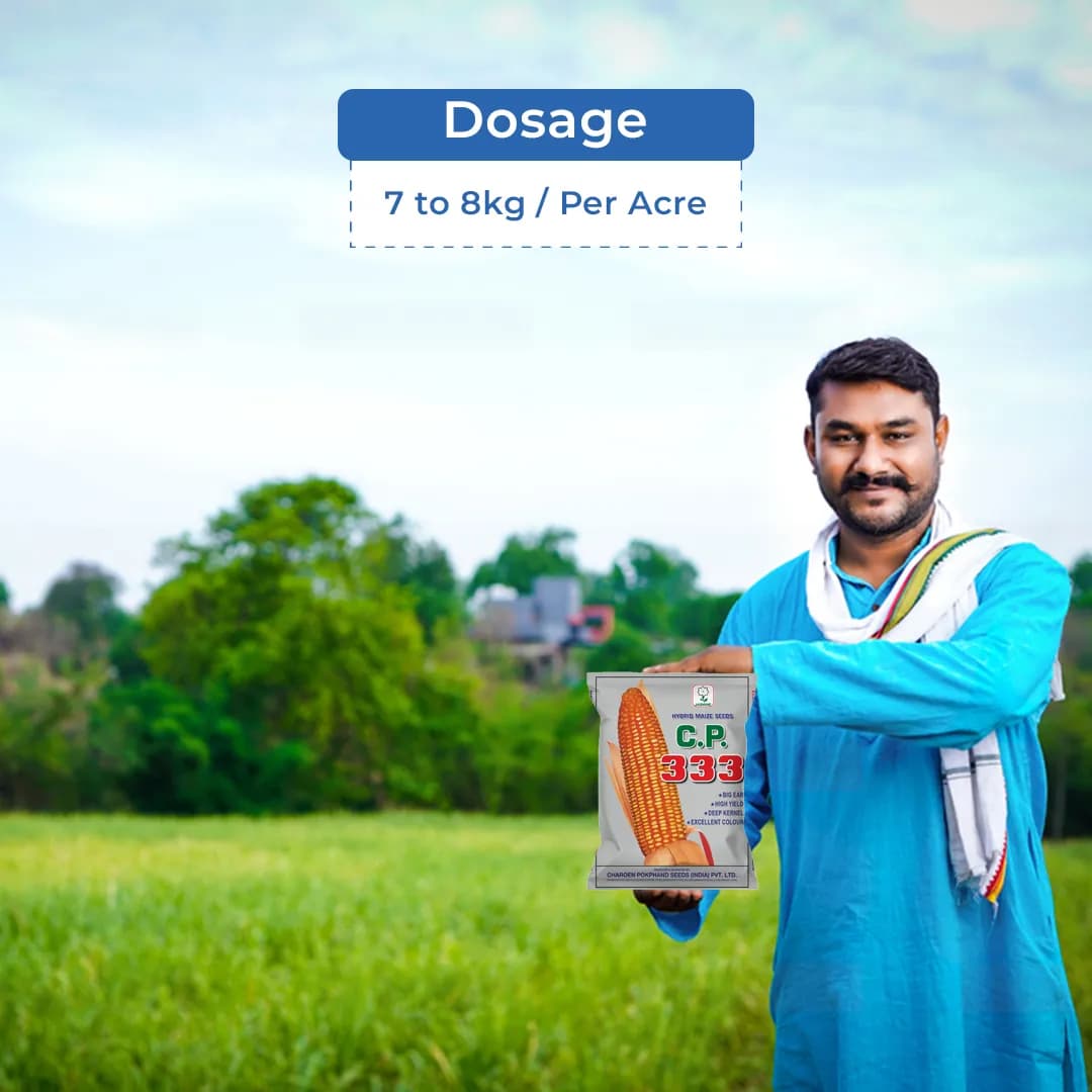 Maize Seeds 333 Hybrid - CP Seeds, Makka Ke Beej, High Yielding, Deep Kernels - Image 5