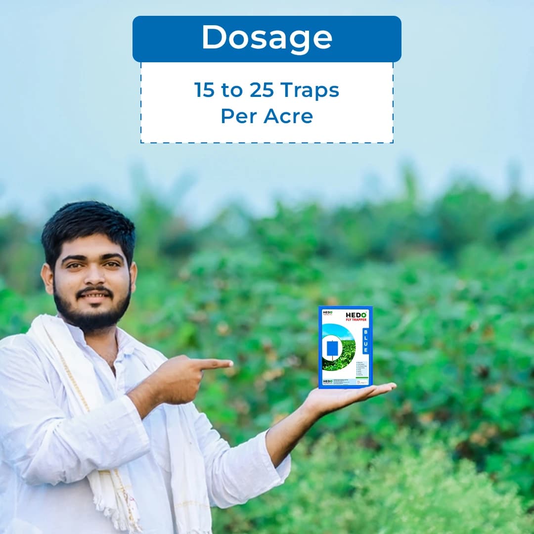 हेडो इको ए4 साइज नीला चिपचिपा जाल थ्रिप्स, माहूँ, जैसिड और अन्य हानिकारक उड़ने वाले कीटों के लिए, जैविक सब्जी और फल खेती में कीट नियंत्रण के लिए उपयोग - Image 5