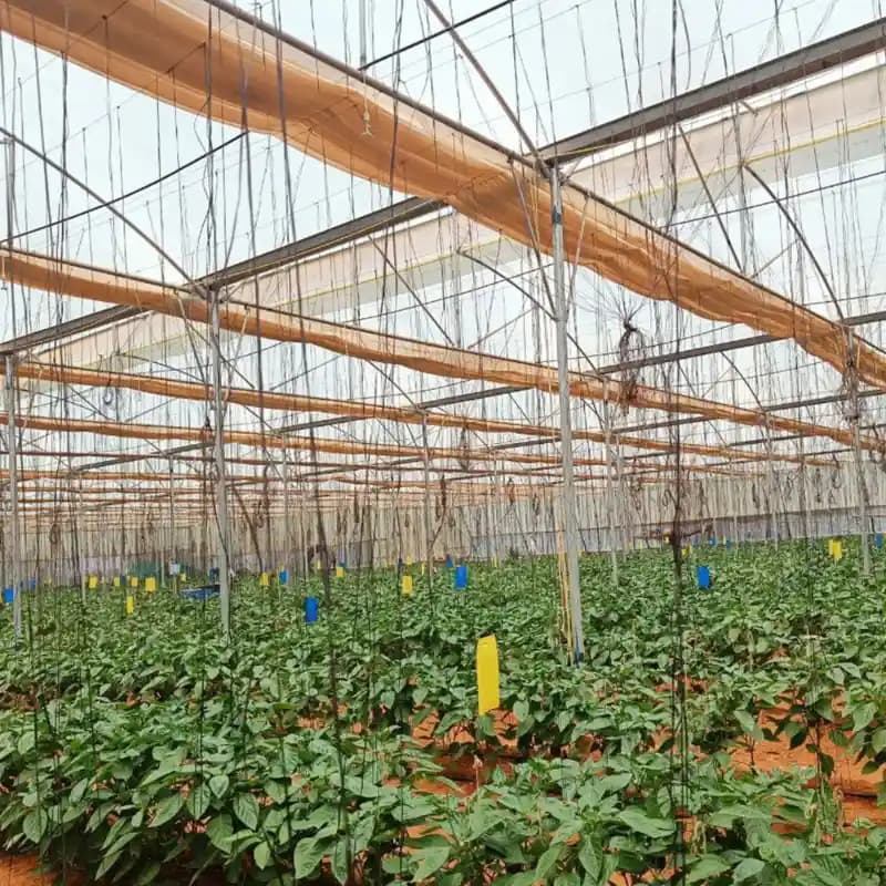 बैरिक्स मैजिक ग्लू कीट जाल बैग, कीट निगरानी के लिए, स्मार्ट और टिकाऊ कीट नियंत्रण (40 कवर + 300 मि.ली. सहित) - Image 4