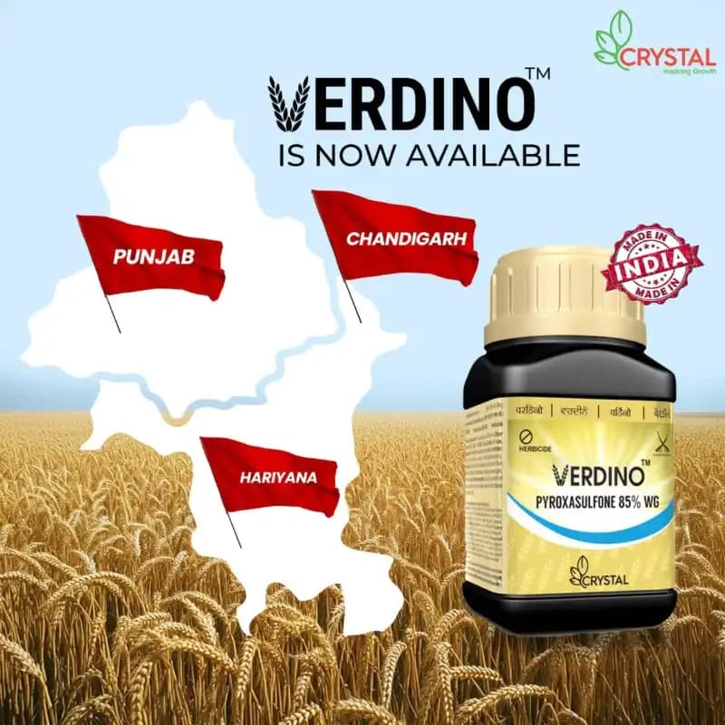 Crystal VERDINO Pypoxasulfone 85% WG Herbicide, Effective For Wheat - Image 7