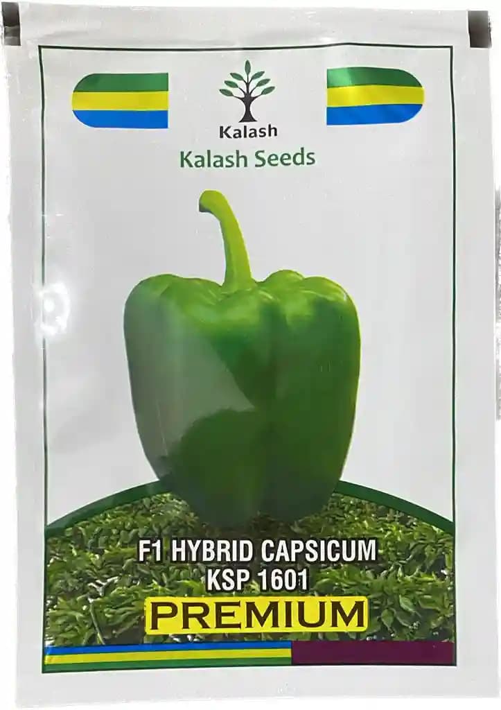 Kalash Hybrid F1 Premium Ksp 1601 Capsicum Seeds, Dark Green To Red Fruit Color