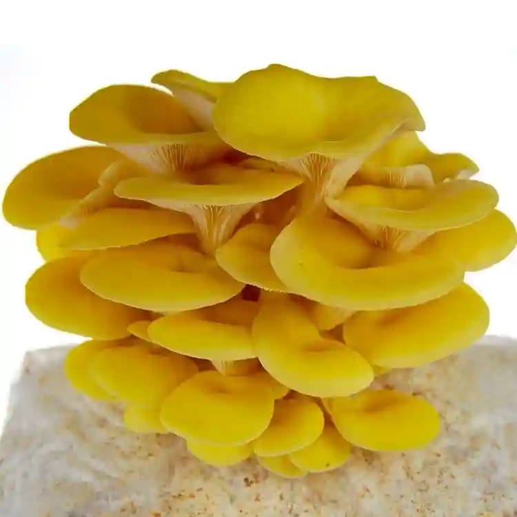 SporeKart Oyster Mushroom Combo ( Pink, yellow, Gray, White ), 350 GM Each. - Image 4