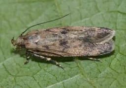 Funnel Trap With Gulabi Fly Lure (Pectinophora Gossypiella) For Pink Bollworm, Best For Cotton and Okra 5