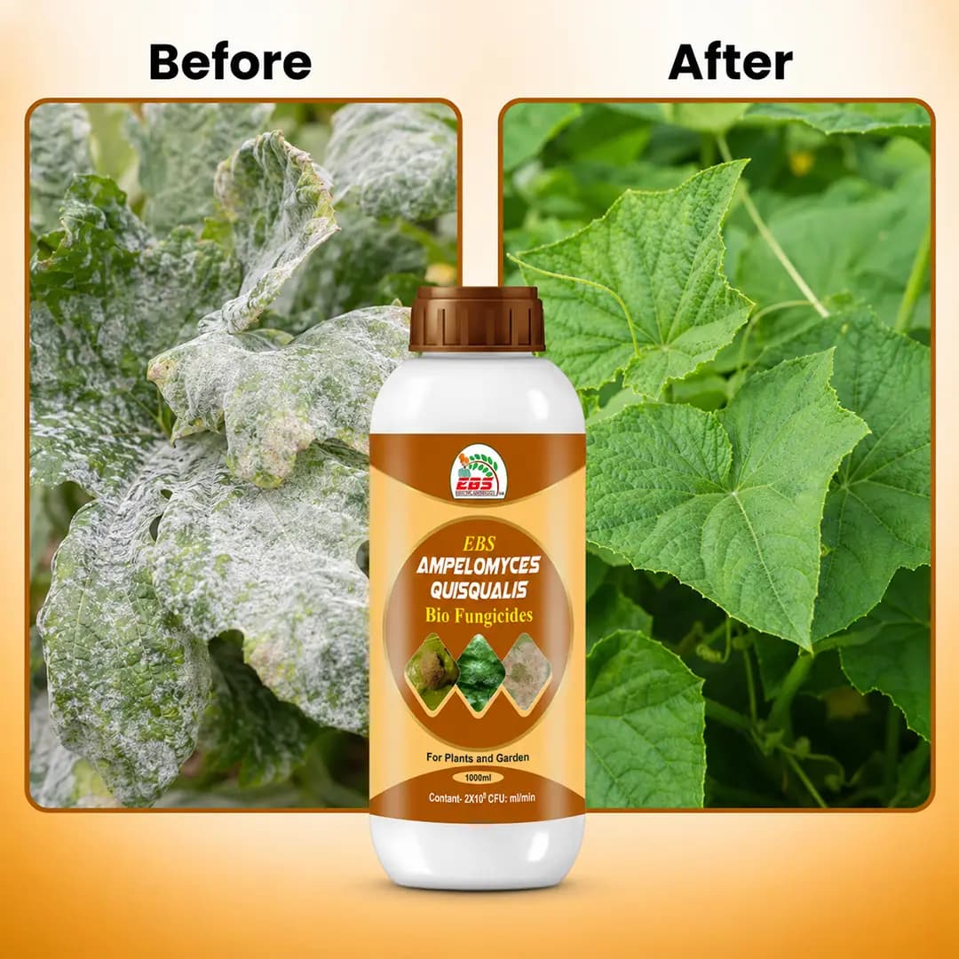 EBS ஆம்பிலோமைசிஸ் குவிஸ்குவாலிஸ் உயிரி பூஞ்சைக்கொல்லி, செடிகள், பண்ணை, நாற்றங்கால் & வீட்டுத் தோட்டத்திற்கு - Image 8