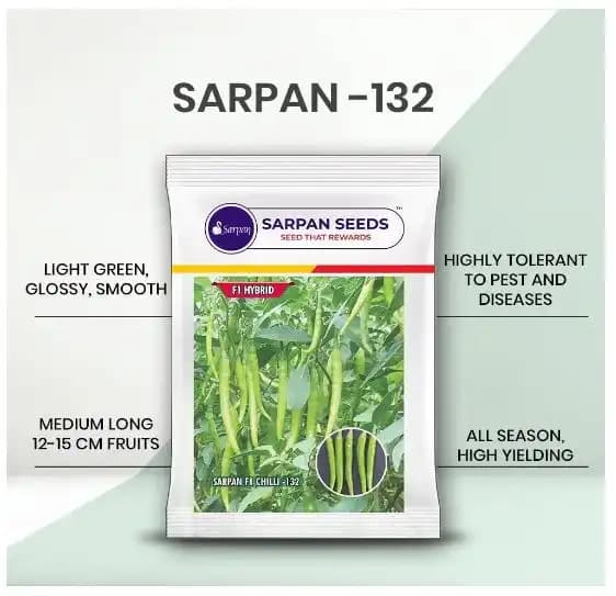 Sarpan F1 Hybrid 132 Chilli Seeds, Prolific Bearer with Yellow green and parrot green color