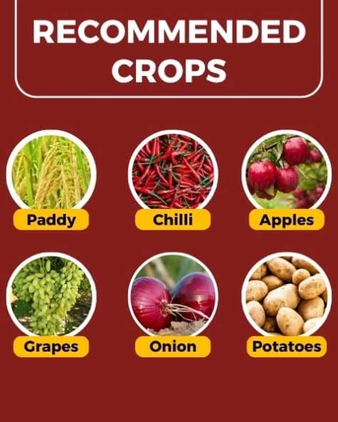 Katyayani Dr. Zole Azoxystrobin 11 % + Tebuconazole 18.3 % SC Systemic Fungicide Powerful Broad Spectrum - Image 4