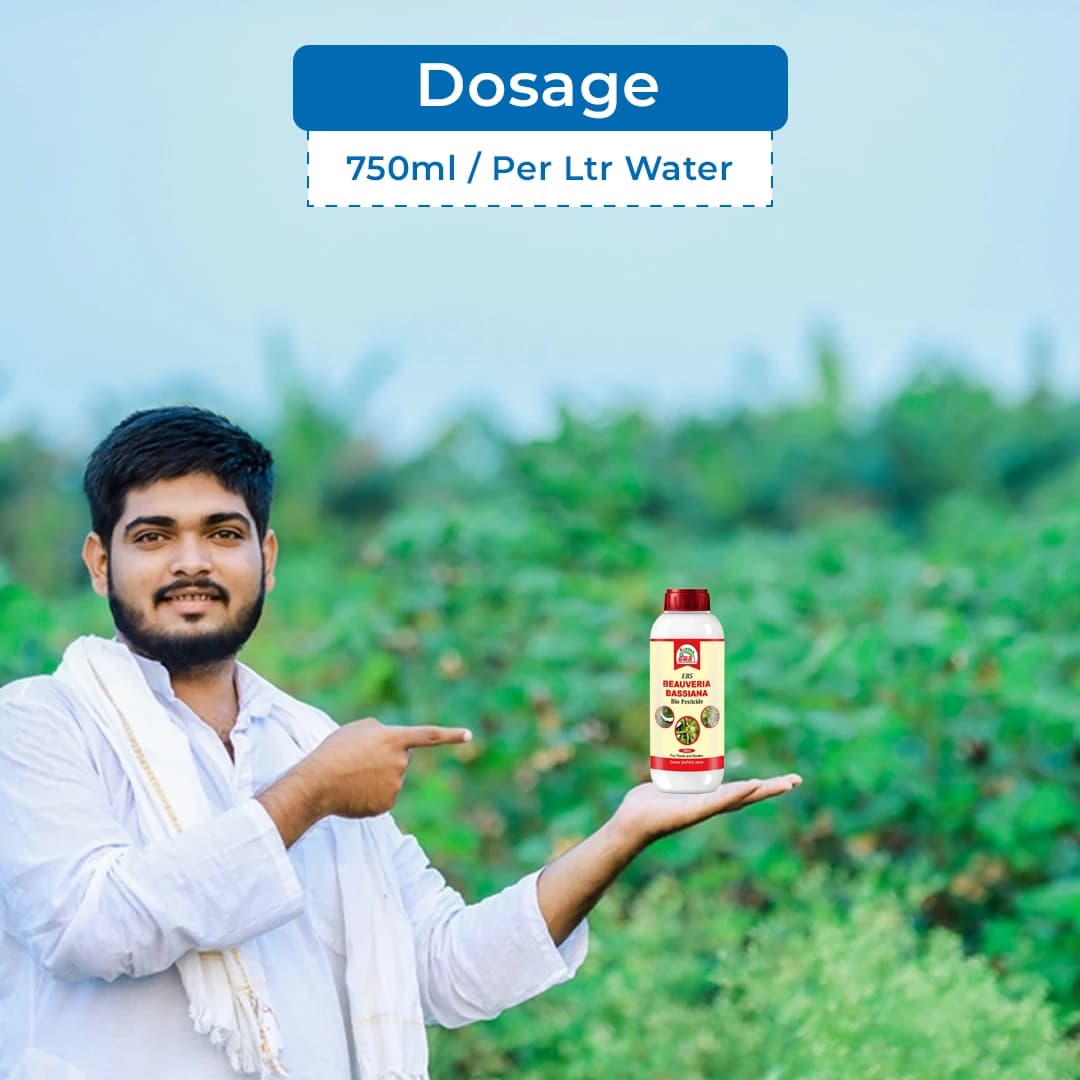 EBS Beauveria Bassiana Bio Pesticide, Effective Control Of Many Insect On All Crops And Plants - Image 5