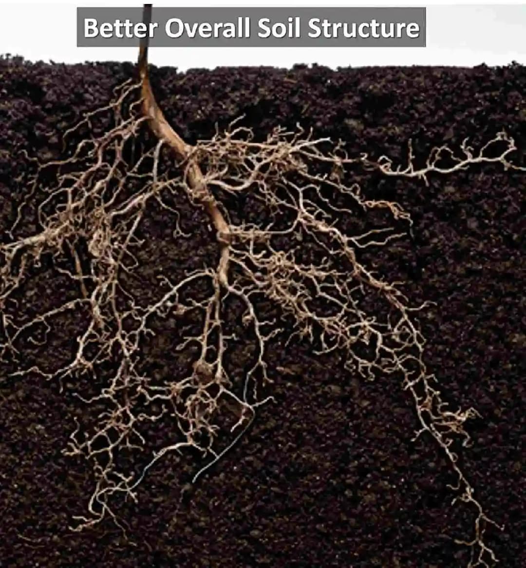 न्यूट्रीब्लूम जैविक लिक्विड ह्यूमिक और फुल्विक एसिड, यूएसए प्लांट उत्पाद, सर्वोत्तम पौधों के उत्तेजक - Image 3