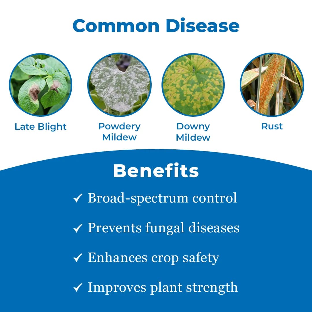 BACF Azon Azoxystrobin 11% + Tebuconazole 18.3% SC Systemic and Contact Fungicides - Image 3