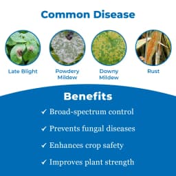 BACF Azon Azoxystrobin 11% + Tebuconazole 18.3% SC Systemic and Contact Fungicides 3