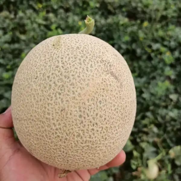 Sagar DHRUVI F1 Hybrid Muskmelon Seeds, High Yield, Orange Flesh, Fusarium Wilt Tolerant - Image 3