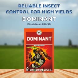 IIL Dominant (Dinotefuran 20% SG) Systemic Insecticide Use for Cotton and Paddy 2