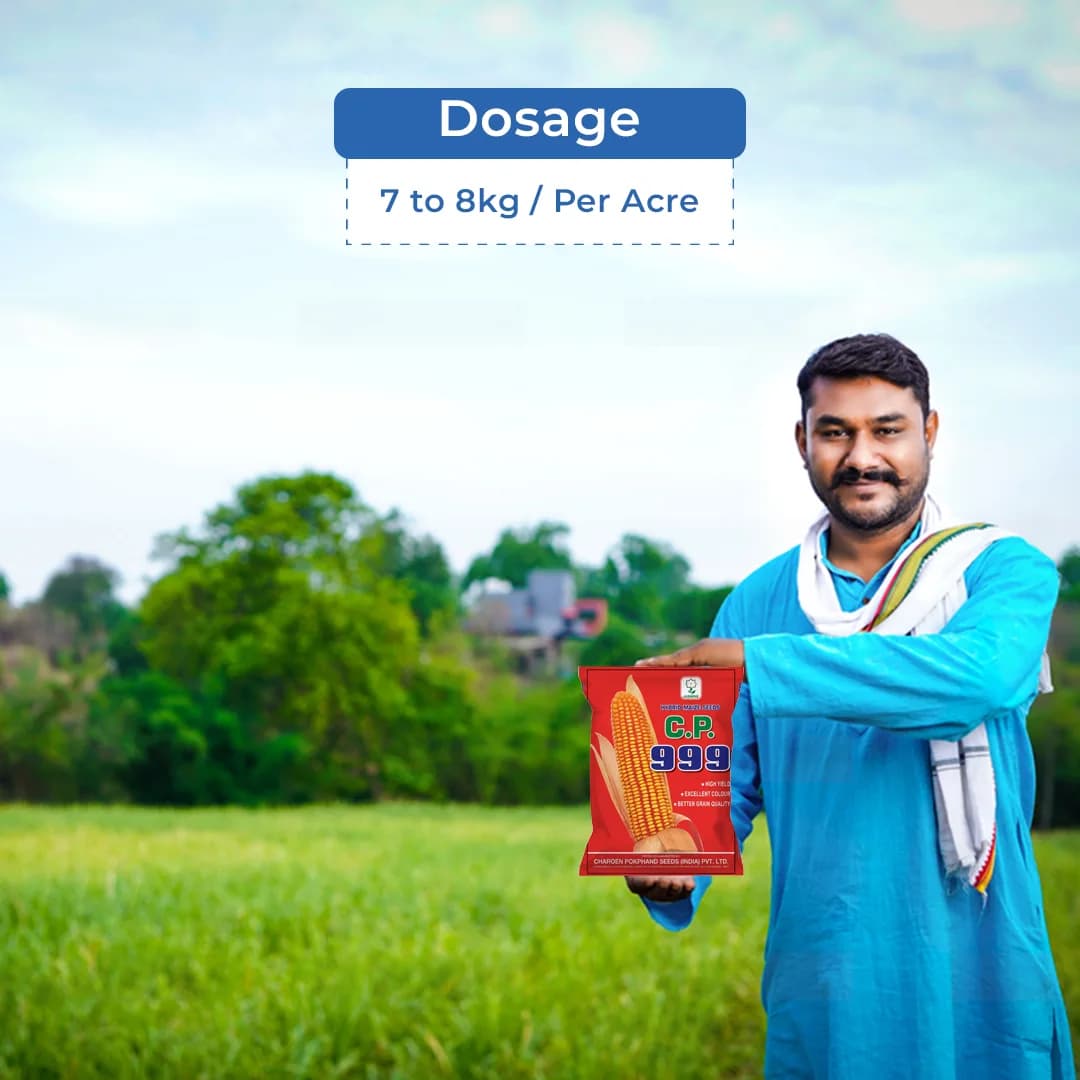 Maize Seeds 999 Hybrid - CP Seeds, Makka Ke Beej, High Yeilding, Deep Kernels, Best Quality Makka - Image 5