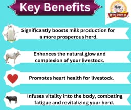 PASHU SVASTH GULKAND, Rose Infused Herbal Milk Booster, Stomach Cooler For Cattle And Animal Health Supplement 2