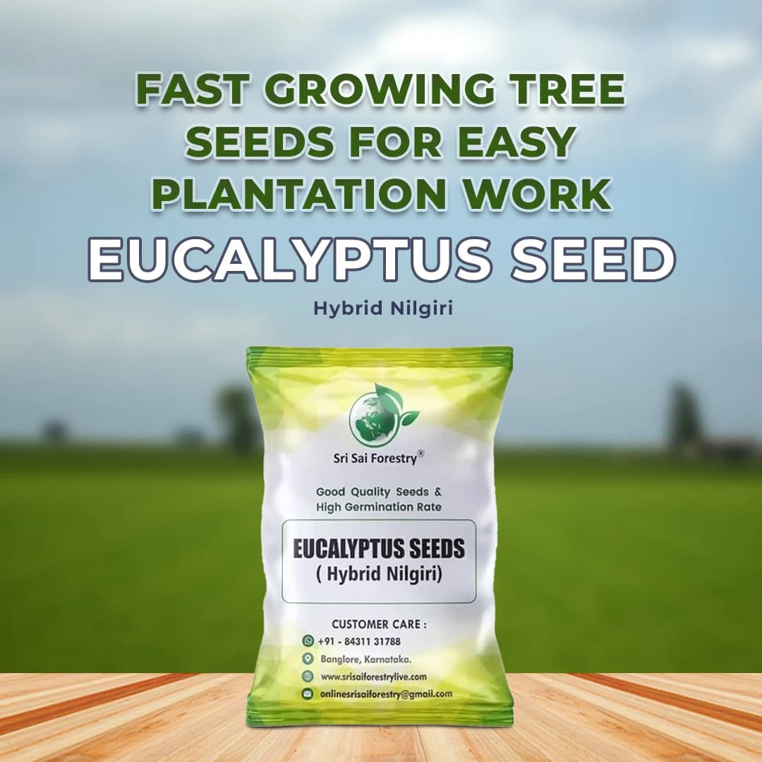 श्री साई फॉरेस्ट्री - यूकेलिप्टस नीलगिरी, बेहतरीन कागज की लकड़ी के वृक्ष, कठोर लकड़ी और तेज़ी से बढ़ने वाला इंधन लकड़ी वृक्ष के बीज - Image 2