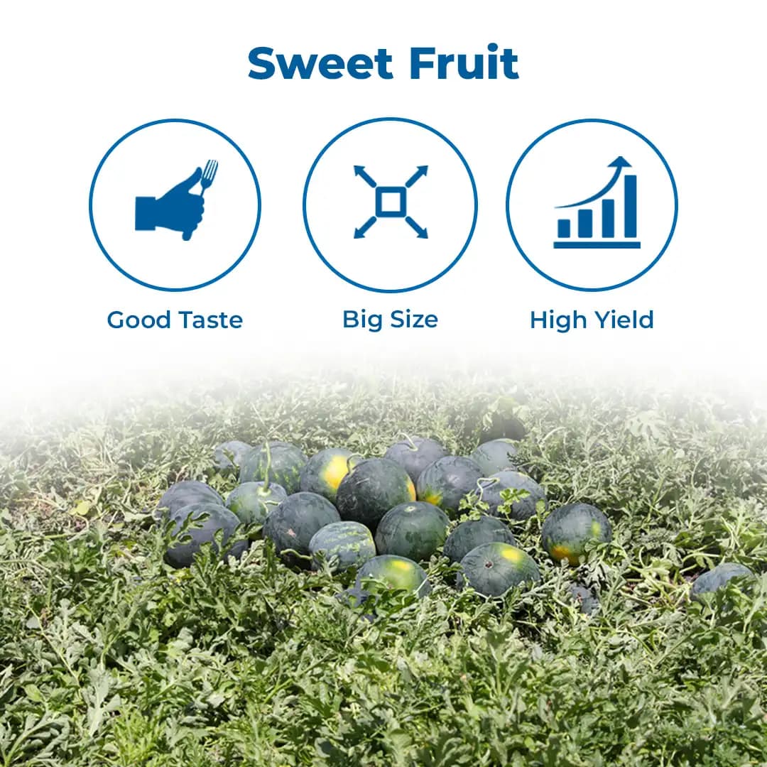 Sagar King Plus Watermelon (Tarbuj) Seeds - Image 3