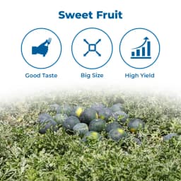 Sagar King Plus F1 Hybrid Watermelon Seeds, Oval Shape, Ice Box Segment, For All Seasons 3