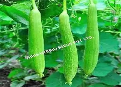 Iris Hybrid Vegetable Seeds F1 Hybrid Shweta Sponge Gourd, High Yielding Quality