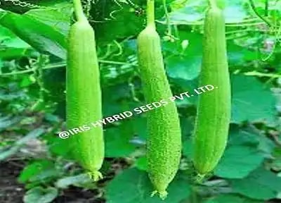 Iris Hybrid Vegetable Seeds F1 Hybrid Shweta Sponge Gourd, High Yielding Quality