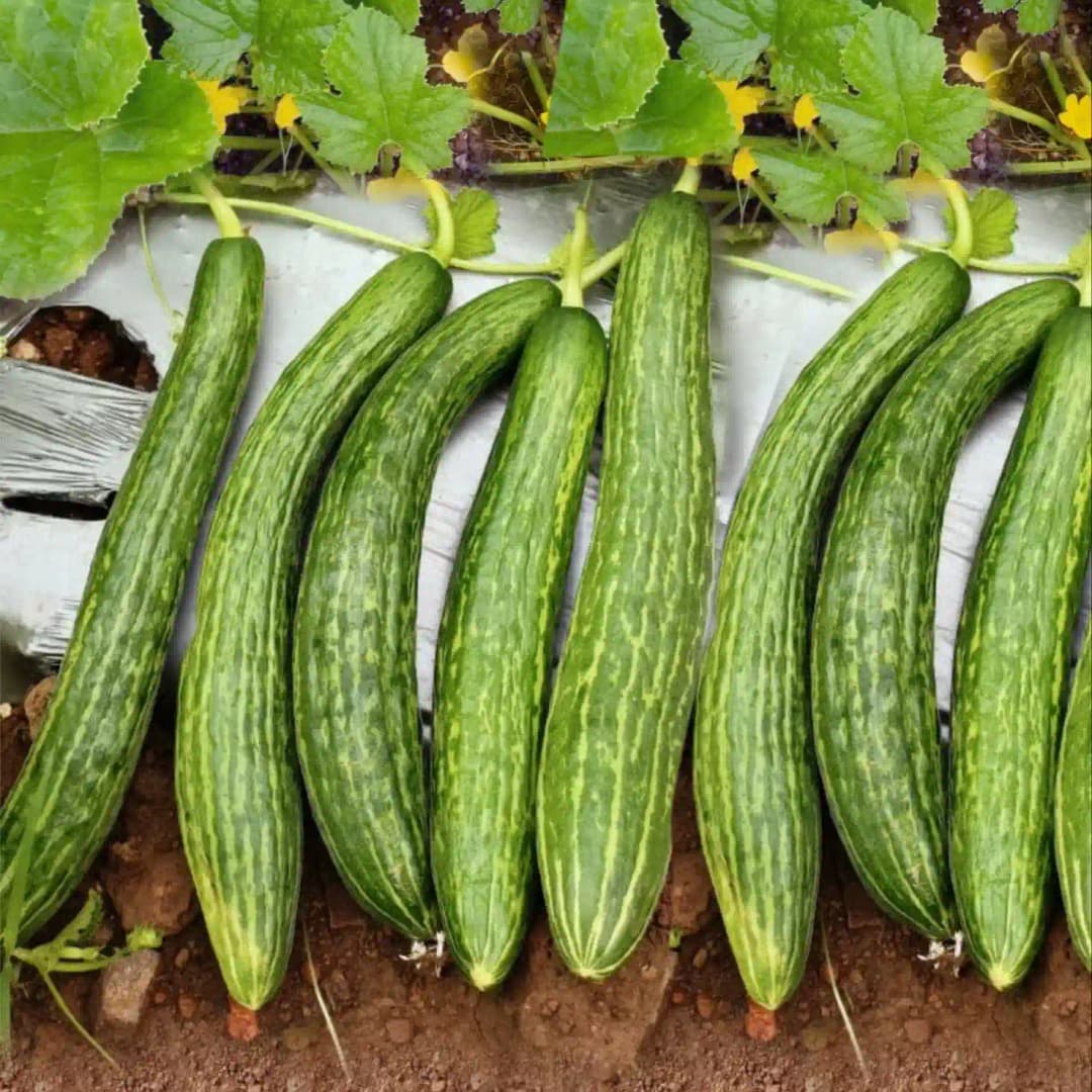 Sagar 007 F1 Hybrid Cucumber Seeds, Dark Green, Cylindrical, Best Suited For Summer Season - Image 2