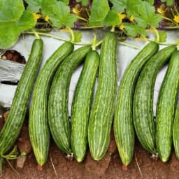 Sagar 007 F1 Hybrid Cucumber Seeds, Dark Green, Cylindrical, Best Suited For Summer Season 2