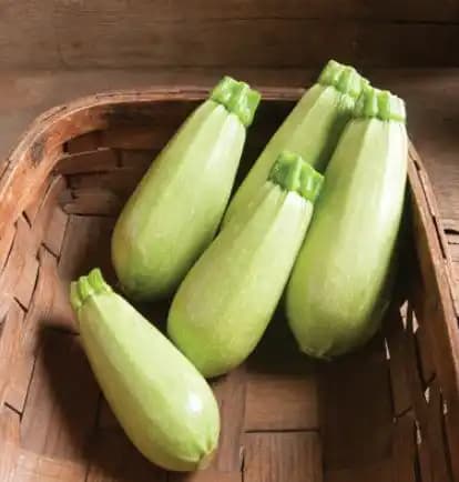 Jivit F1 Hybrid Zucchini Seeds Arjun Light Green, Early Maturity, Vigorous Growing Bush With Early Maturity. - Image 4