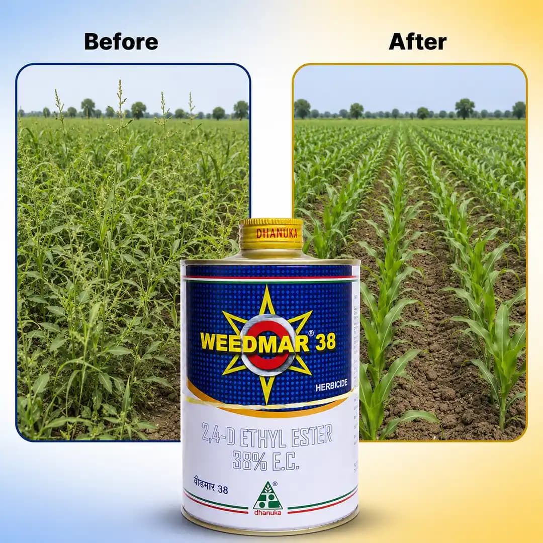 Dhanuka WEEDMAR 38 2,4-D Ethyl Ester 38% EC Herbicide, Selective Broadleaf Weed Controller - Image 3