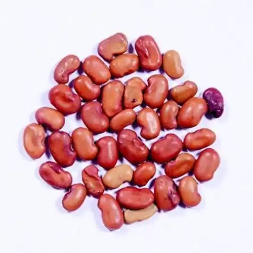 RK Seeds Sesbania grandiflora, Agati Seeds Sesbania grandiflora Seeds Sesbania Seeds, Fodder Seeds, Hummingbird Tree Seeds, fodder seeds planting