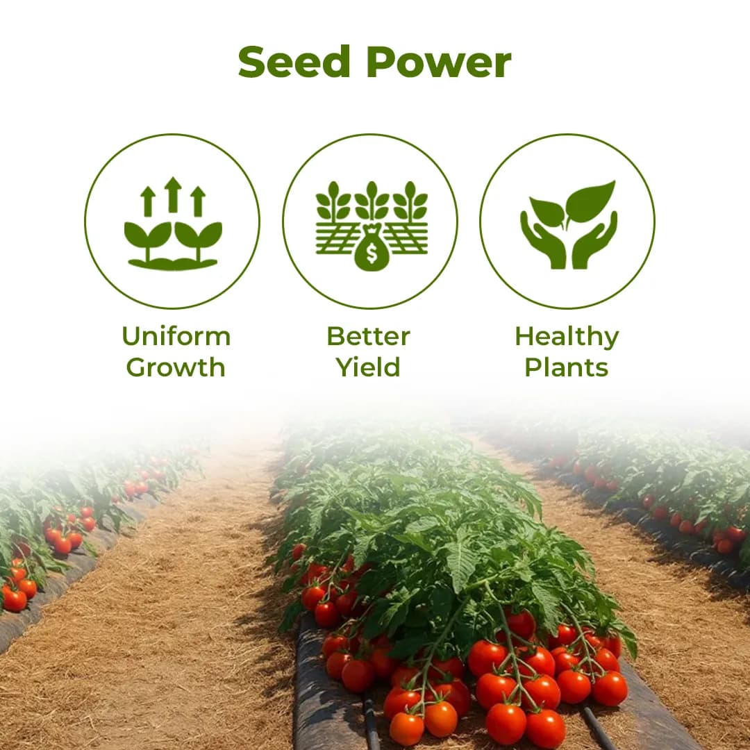 East West Rani Tomato (Tamatar) Seeds - Image 3